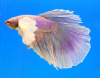 Петушок ХалфМун Дамбо пурпурный самец  (betta dambo elephant ear purple)