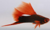 Меченосец Геллера черный Красноплавничный (Xiphophorus helleri Black)