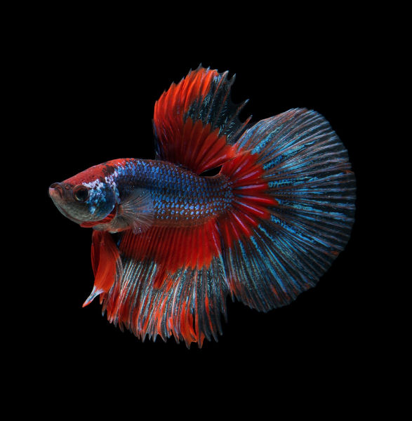 Петушок Супер Дельта красная бабочка самец (Betta-splendens-Super Delta-Red-Butterfy)