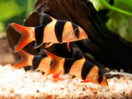 Боция-клоун (Botia macracanthus) 5 см
