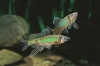 Закко обыкновенный (Zacco platypus) или Pale chub