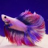 Петушок Халф Мун двухвостый Фанси самец (Betta splendens Halfmoon fancy)