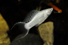 Моллинезия снежинка лирохвостая (Poecilia latipinna Silver lyretail Molly)
