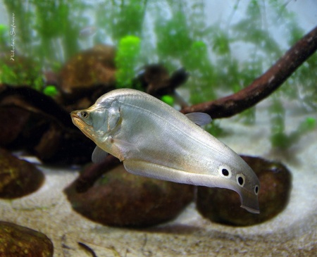 Нож Индийский Хитала глазчатый (Notopterus chitala) 7 см