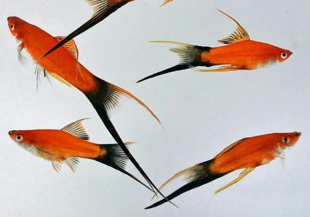 Меченосец Берлинский вильчатый (Xiphophorus helleri Red Lyretail wagtail Sword)