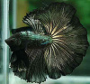 Петушок Халф Мун медный самец (Betta male Halfmoon Copper)