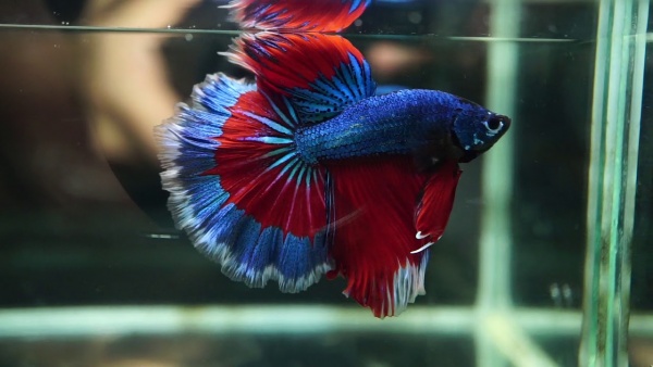 Петушок Халф Мун трехполосый самец (Betta splendens Halfmoon Tri Band)