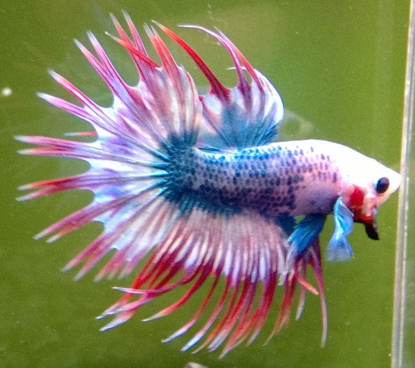 Петушок Коронохвостый мультиколор самец (Betta Fish Male Purple Marble)