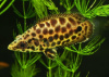 Ктенопома Леопардовая  (Ctenopoma Acutirostre) 2,5 см 