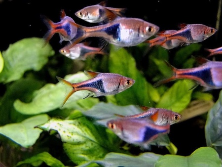 Расбора Клинопятнистая (Trigonostigma Heteromorpha)
