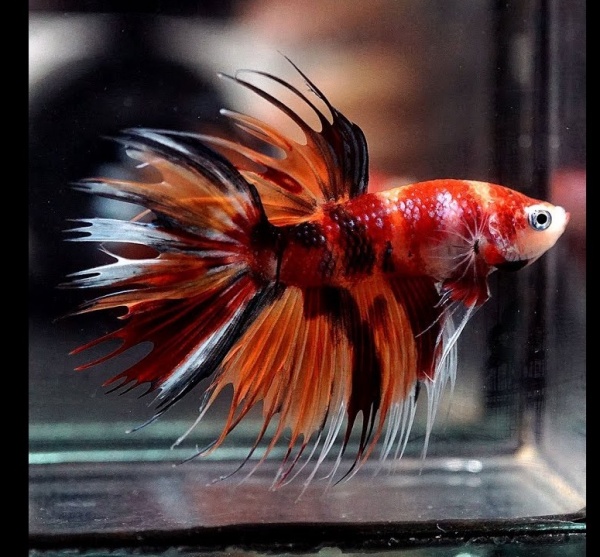 Петушок Коронохвостый КОИ (Betta-splendens-crown-tail-calico)