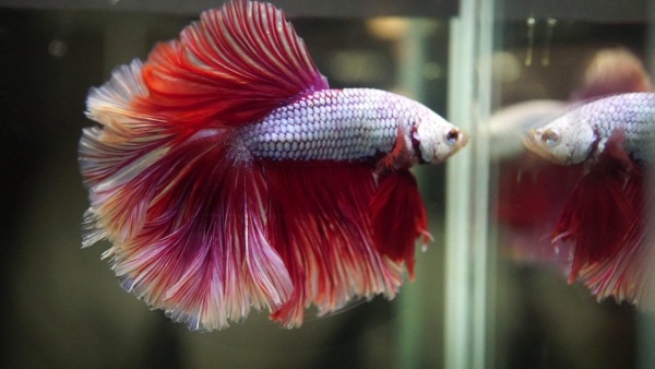 Петушок Халф Мун орхидея пурпурная самец (Betta male Halfmoon purple orchid)