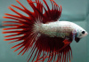 Петушок Коронохвостый красный дракон самец (Betta Fish Male-red-dragon krown-tail)