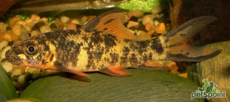 Лабео арлекин  конголезский (Labeo cyclorhynchus)