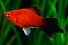 Пецилия редиска (Xiphophorus maculatus red black veiltail)