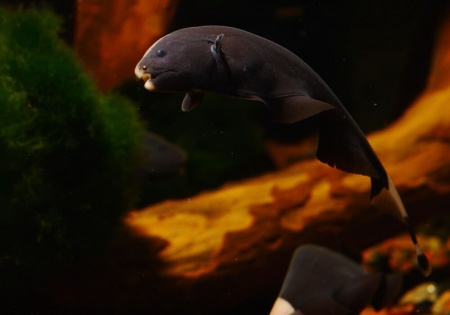 Аптеронотус Нож черный (Apteronotus albifrons)