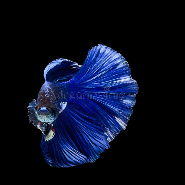 Петушок Халф Мун синий сапфир самец (Betta male Halfmoon blue)