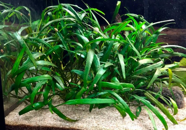 Криптокорина блестящая Люценс (Cryptocoryne lucens)