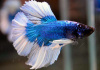 Петушок Супер Дельта синяя бабочка  самец (Betta splendens Super Delta blue white)