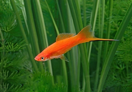 Меченосец Геллера красный (Xiphophorus helleri red)