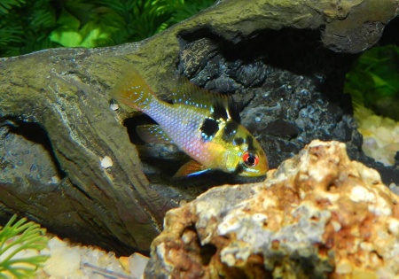 Цихлида Апистограмма Рамирези (apistogramma ramirezi) 3 см