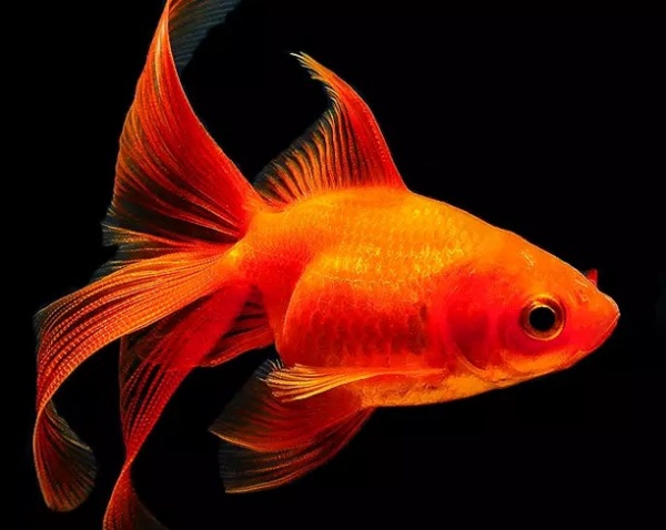 Риукин красный вуалехвостый  (Goldfish Ryukin red veiltail)