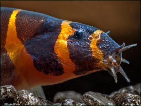 Акантофтальмус Кюля (Acanthophthalmus Pangio kuhlii) 5 см 