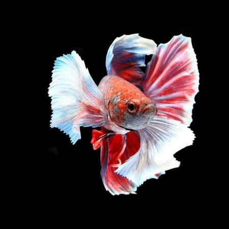 Петушок Халфмун Дамбо красный самец (betta-dumbo-red-male))
