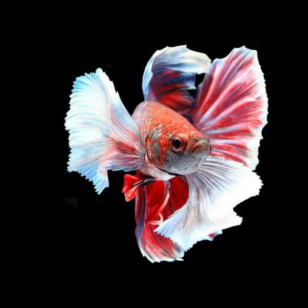 Петушок Халфмун Дамбо красный самец (betta-dumbo-red-male))