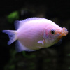 Гурами целующийся (Helostoma temminkii) 5 см