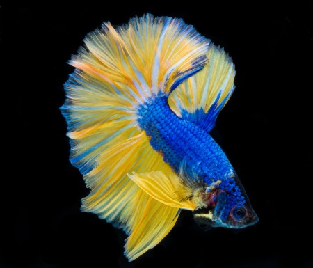 Петушок Халф Мун горчичный газ самец (Betta splendens Halfmoon Mustard Gas)