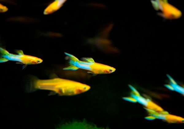 Гуппи Эндлера голубое золото (Guppy) Самец