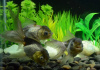 Оранда голубая (Goldfish Oranda blue)
