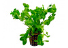 Бакопа каролинская (Bacopa caroliniana)