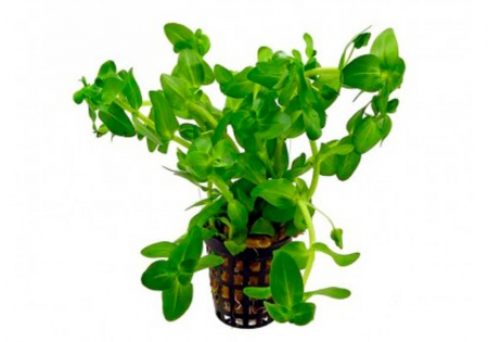 Бакопа каролинская (Bacopa caroliniana)
