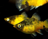 Пецилия пчелка (Xiphophorus maculatus Bumble bee Platy)