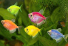 Тернеция Glo Fish ассорти (Gymnocorymbus ternetzi)  1,5-2 см