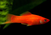 Меченосец Геллера красный (Xiphophorus helleri red)