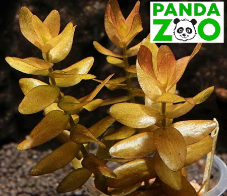 Bacopa colorata- Бакопа колората  L151