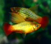 Пецилия пестрая радужная высокоплавничная (Xiphophorus variatus sunset rainbow hai-fin Platy)