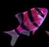 Барбус Глофиш Фиолетовый  (Barbus GloFish)