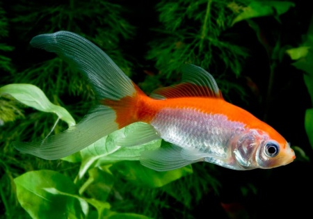 Золотая рыбка Комета красно-белая (Goldfish Comet red-white)
