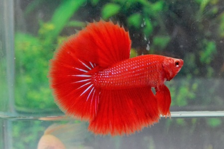 Петушок Супер Дельта красный самец (Betta-splendens-Super-Delta-Pink-Butter)