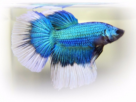 Петушок Супер Дельта синяя бабочка  самец (Betta splendens Super Delta blue white)