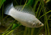 Моллинезия снежинка парусная (Poecilia velifera Silver lyretail Molly)
