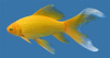 Золотая рыбка Комета лимонно-желтая (Goldfish Comet yellow)