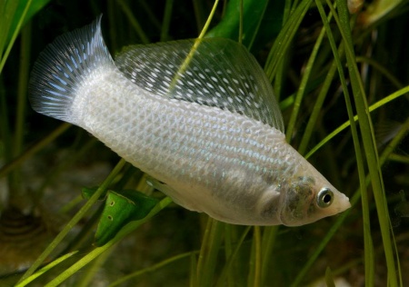 Моллинезия снежинка парусная (Poecilia velifera Silver lyretail Molly)