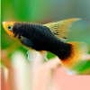 Пецилия черная высокоплавничная (Xiphophorus variatus Black hifin Platy)