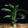 Драцена (Dracaena sanderina)