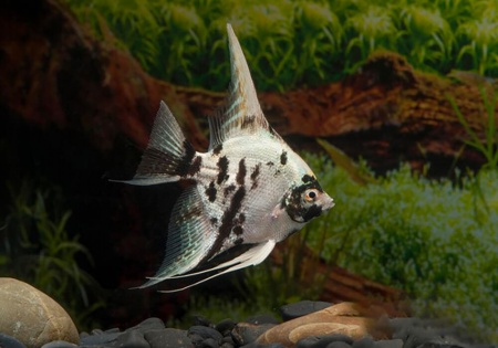 Скалярия Березка (pterophyllum birch)